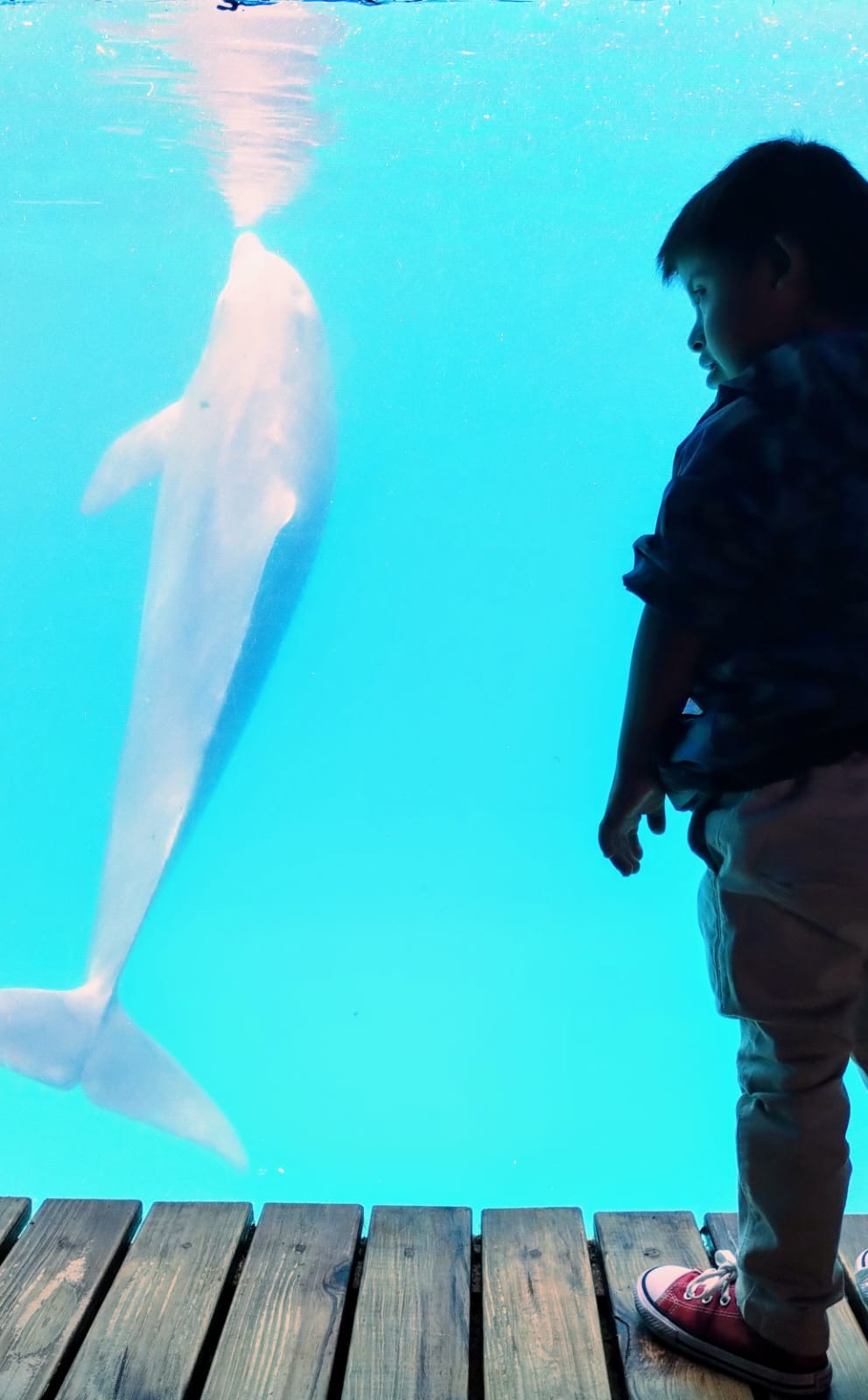 Mundo Marino oceanario más grande Sudamérica familia
